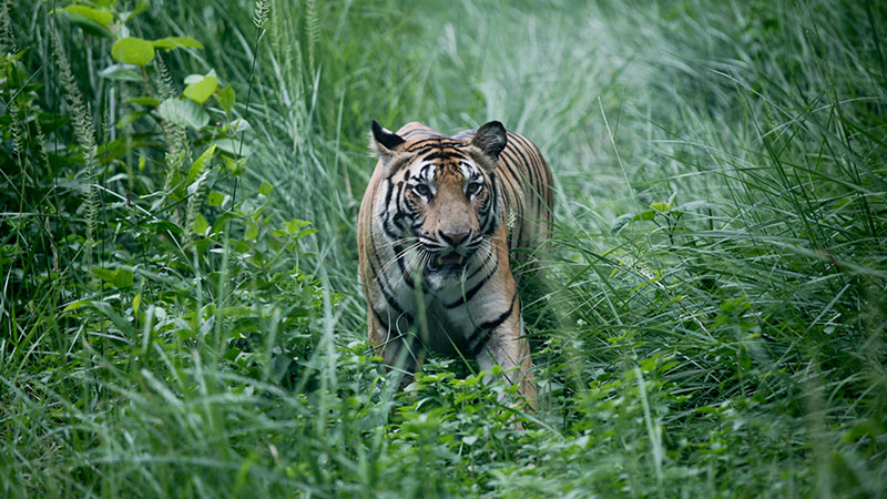 আন্তর্জাতিক বাঘ দিবস আজ