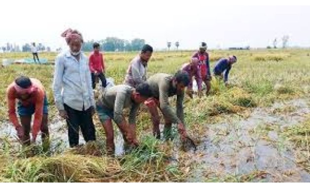 টেকসই কৃষির এক নতুন দিগন্ত